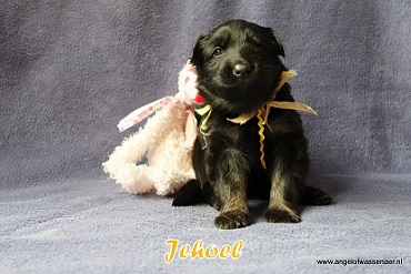 Jehoel, zwart-bruin Oudduitse Herder teefje van 3 weken oud